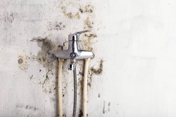 Best Basement Mold Remediation in Spanay, WA