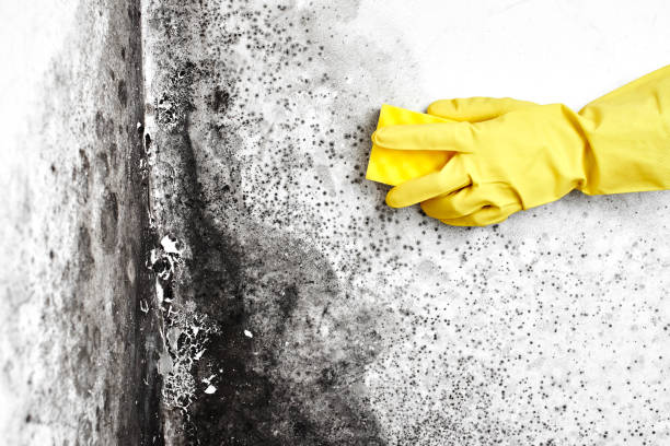 Best Mold Testing and Inspection Services in Spanay, WA
