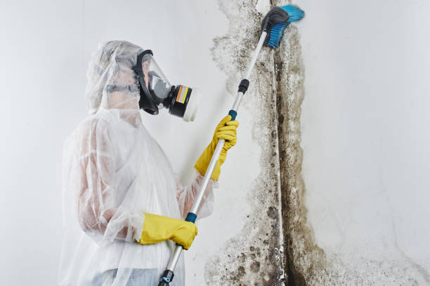 Best Black Mold Remediation in Spanay, WA
