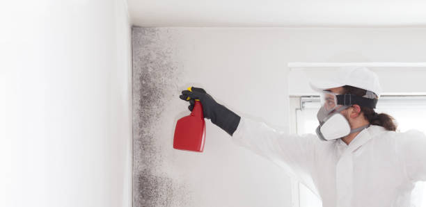 Best Post-Flood Mold Remediation in Spanay, WA